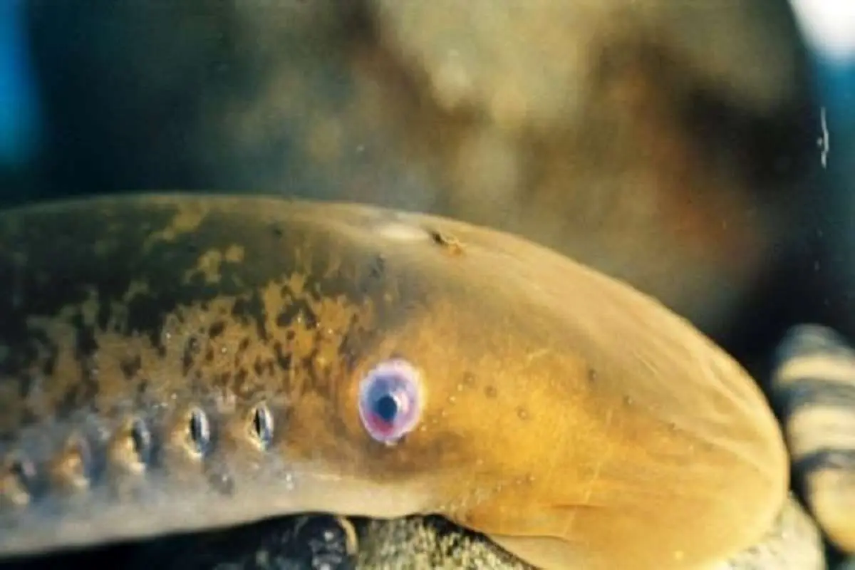 ترمیم آسیب نخاعی با الهام از ژن‌های یک نوع ماهی