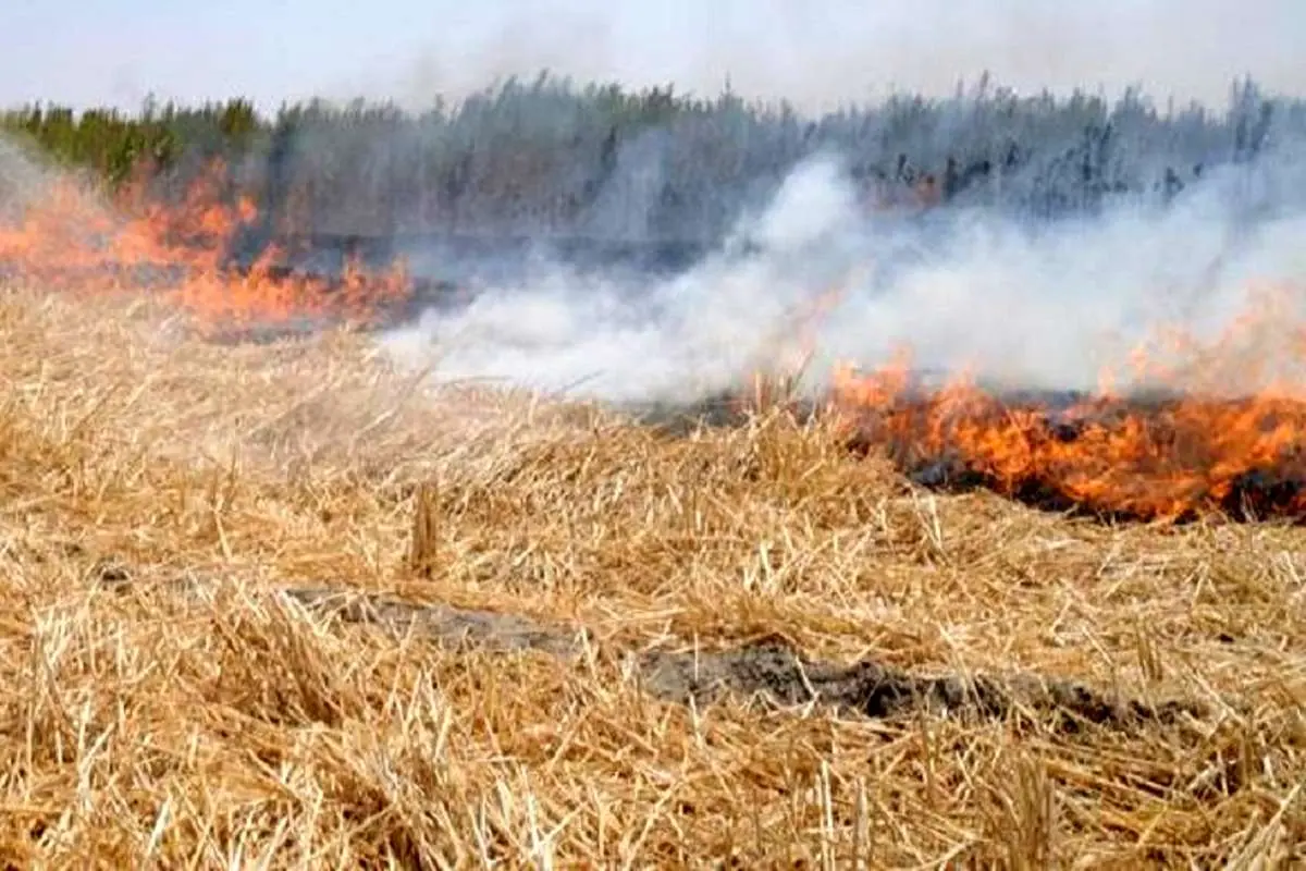کاهش ماده آلی خاک با سوزاندن بقایای محصولات کشاورزی