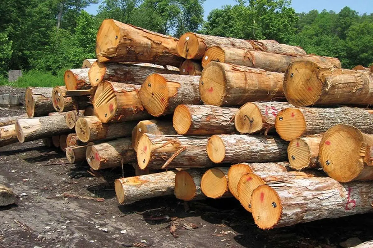 ۷۰ درصد بازار چوب ایران در اختیار محصولات خارجی