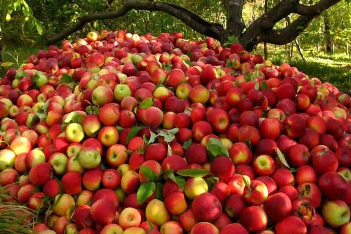 صادرات سیب افزایش یابد