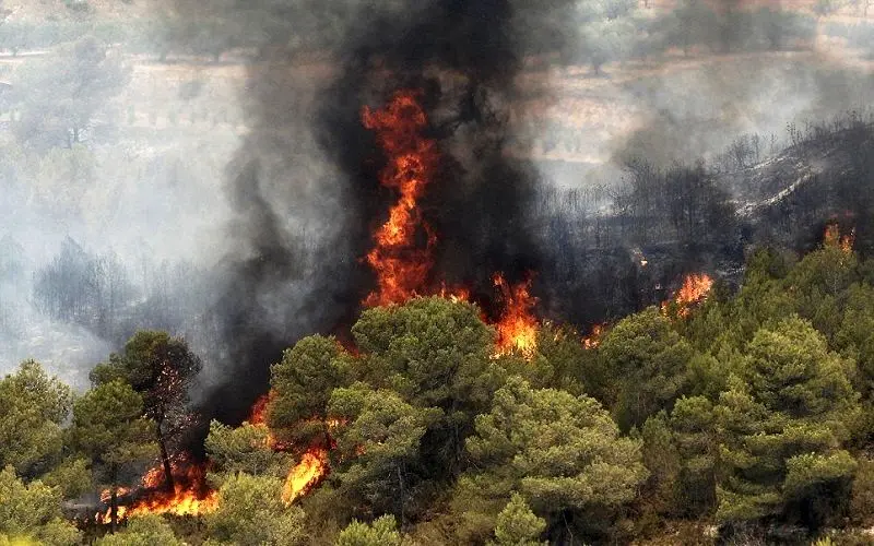 افزایش 20 درصدی آتش‌سوزی جنگل‌ها در سال 96