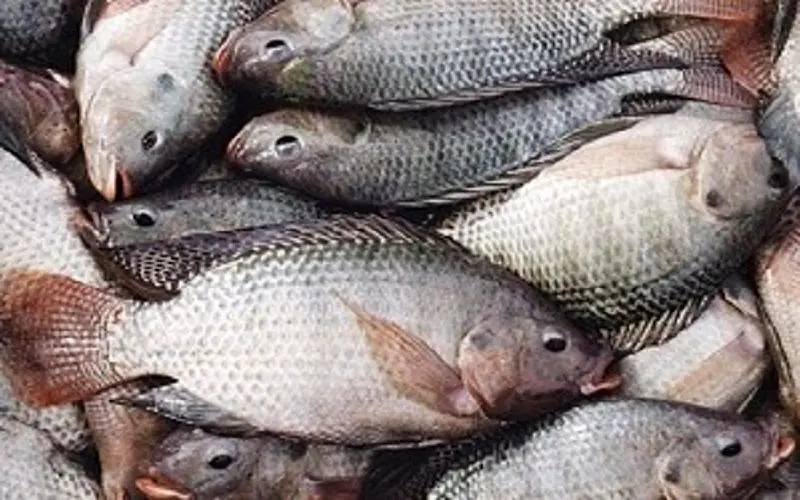 تولیدکنندگان ماهیان گرم‌آبی در ورطه نابودی