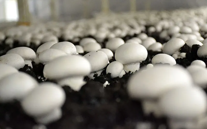 تولید۱۵۰هزار تن قارچ خوراکی تا پایان امسال