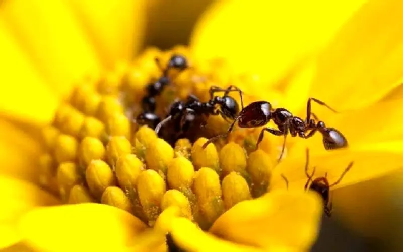 مورچه‌ها آنتی‌بیوتیک تولید می‌کنند