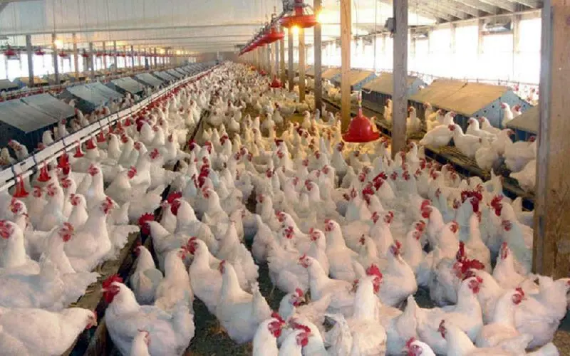 آنفلوآنزای جدید مرغی مرغ‌ها را مبتلا نکرده است