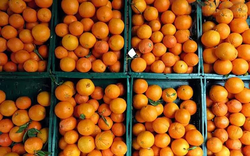 آمادگی کامل بازار پرتقال برای عرضه در شب عید