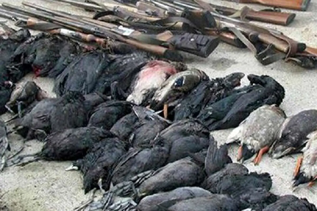 ممنوعیت شکار پرندگان وحشی در استان تهران