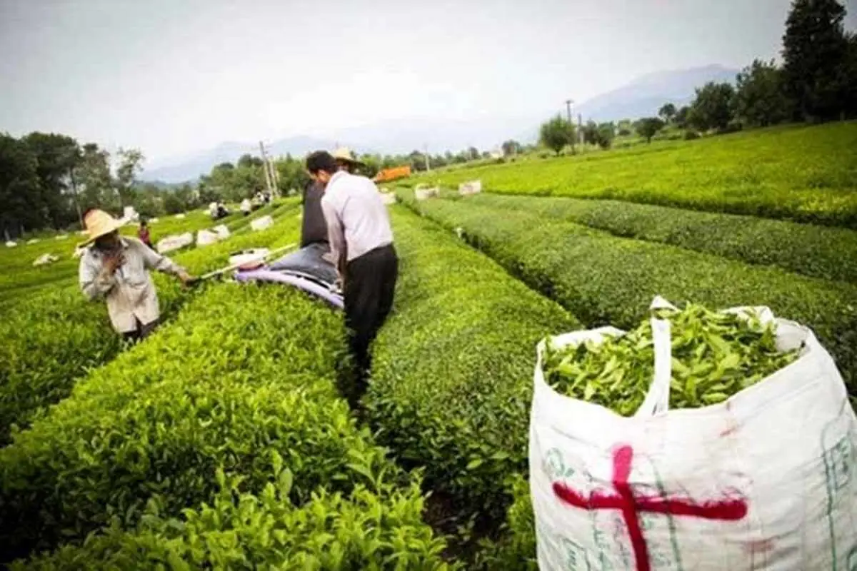 صادرات 3 هزار تن چای سنواتی