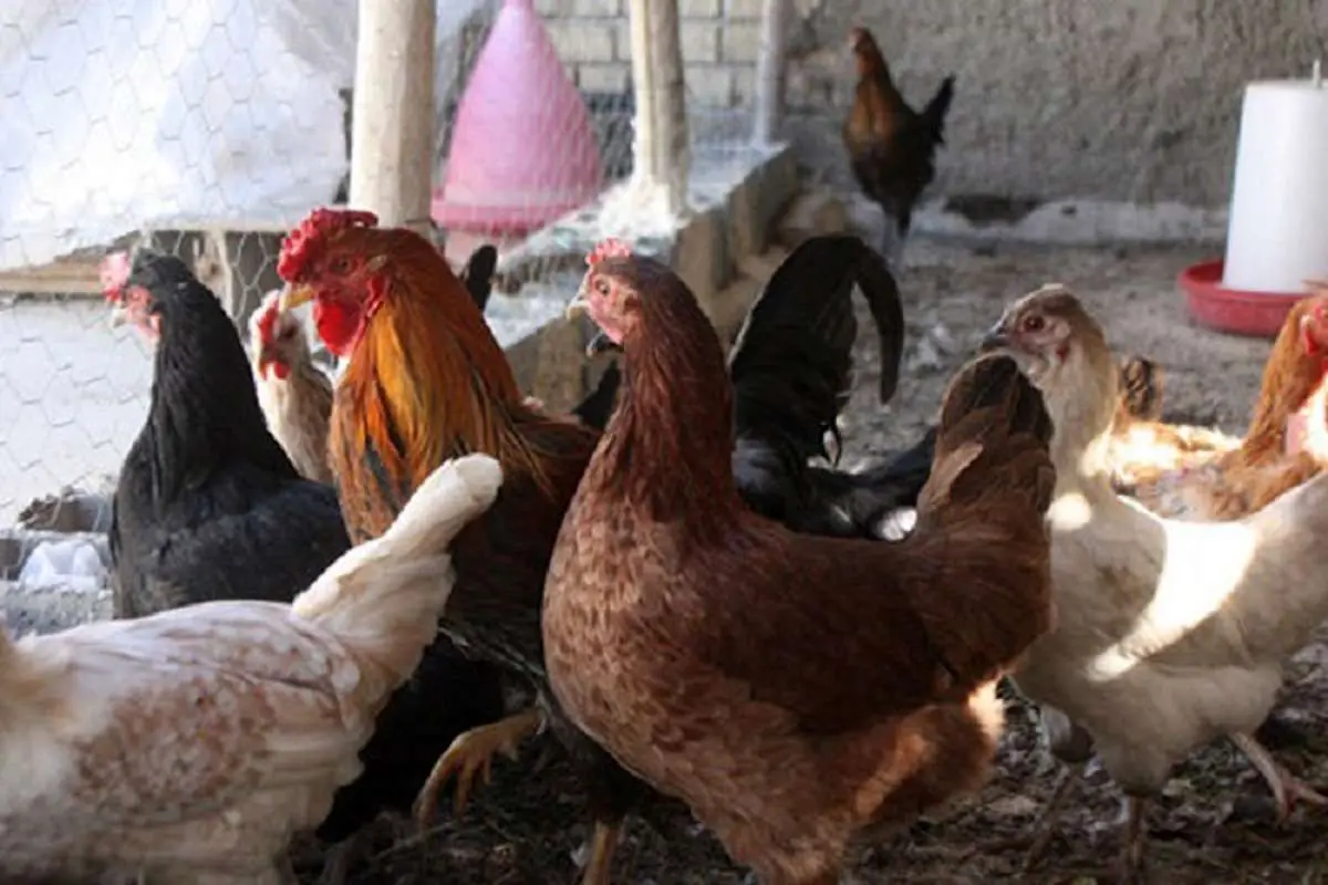 گرانی مرغ به شیوع آنفلوآنزا ارتباطی ندارد