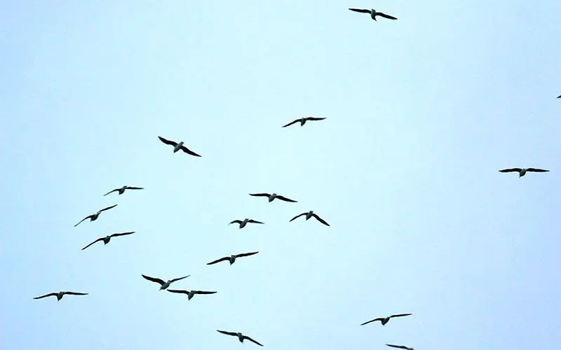 آنفولانزا پرندگان به‌سرعت در حال پیشروی است