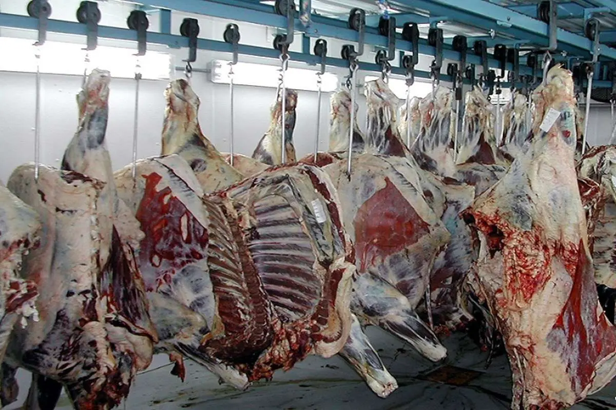 تعرفه واردات گوشت گوساله به ۱۲ درصد کاهش یافت