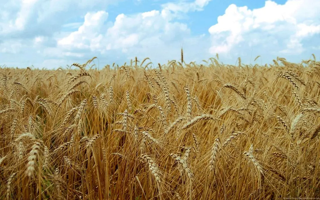 کاهش تولید جهانی گندم براساس پیش‌بینی فائو