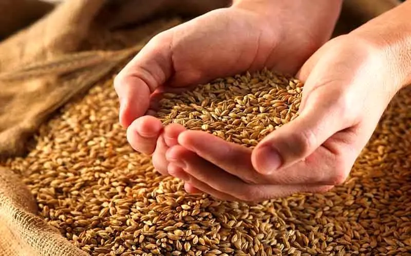 کاهش هزینه‌های دولت با عرضه گندم در بورس کالا
