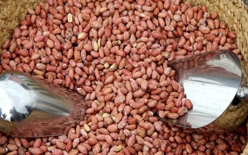 جولان بادام‌ هندی‌های قاچاق در بازار