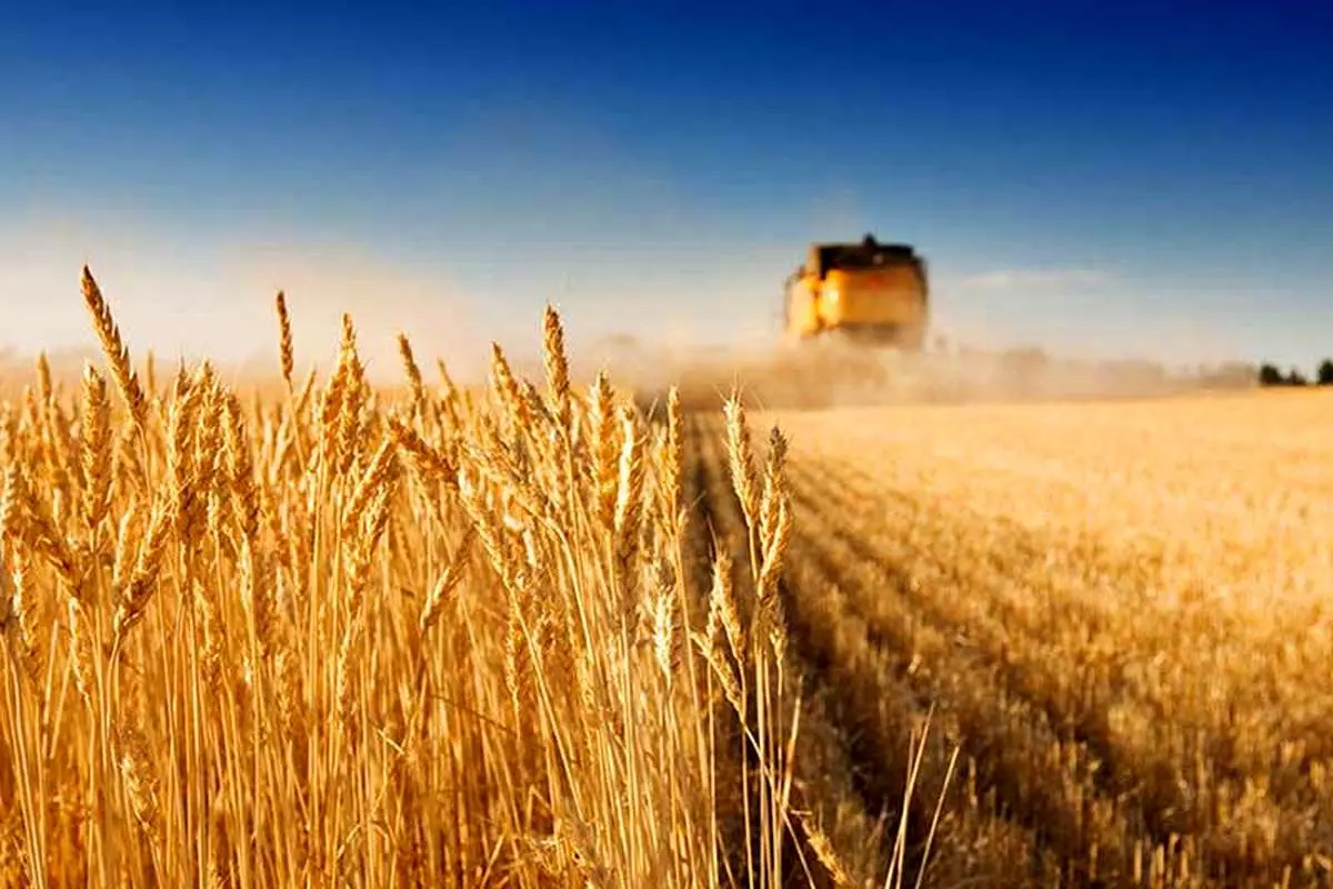 رکورد تولید گندم در روسیه شکسته شد