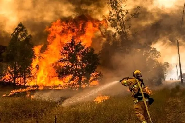 آتش سوزی در ۷۳۶ هکتار از جنگل های کشور از ابتدای سال