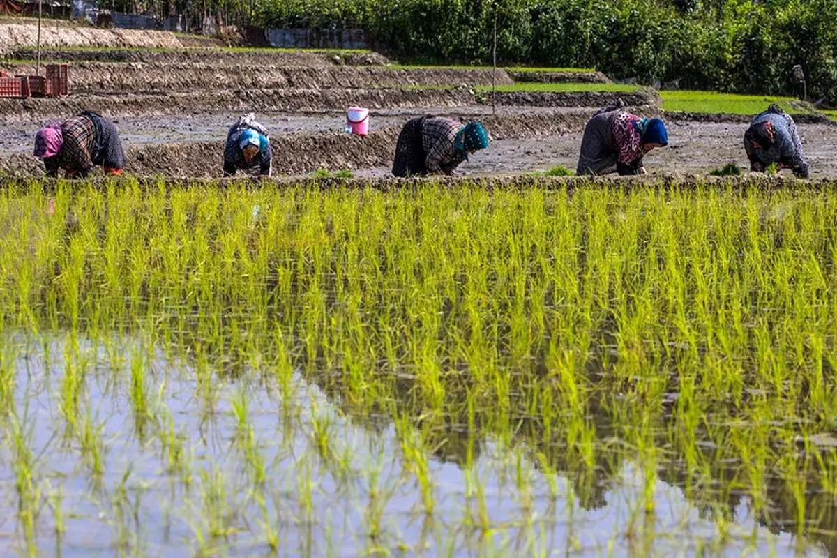 14 هزار کیلوگرم برنج از کشاورزان مازندرانی خریداری شد
