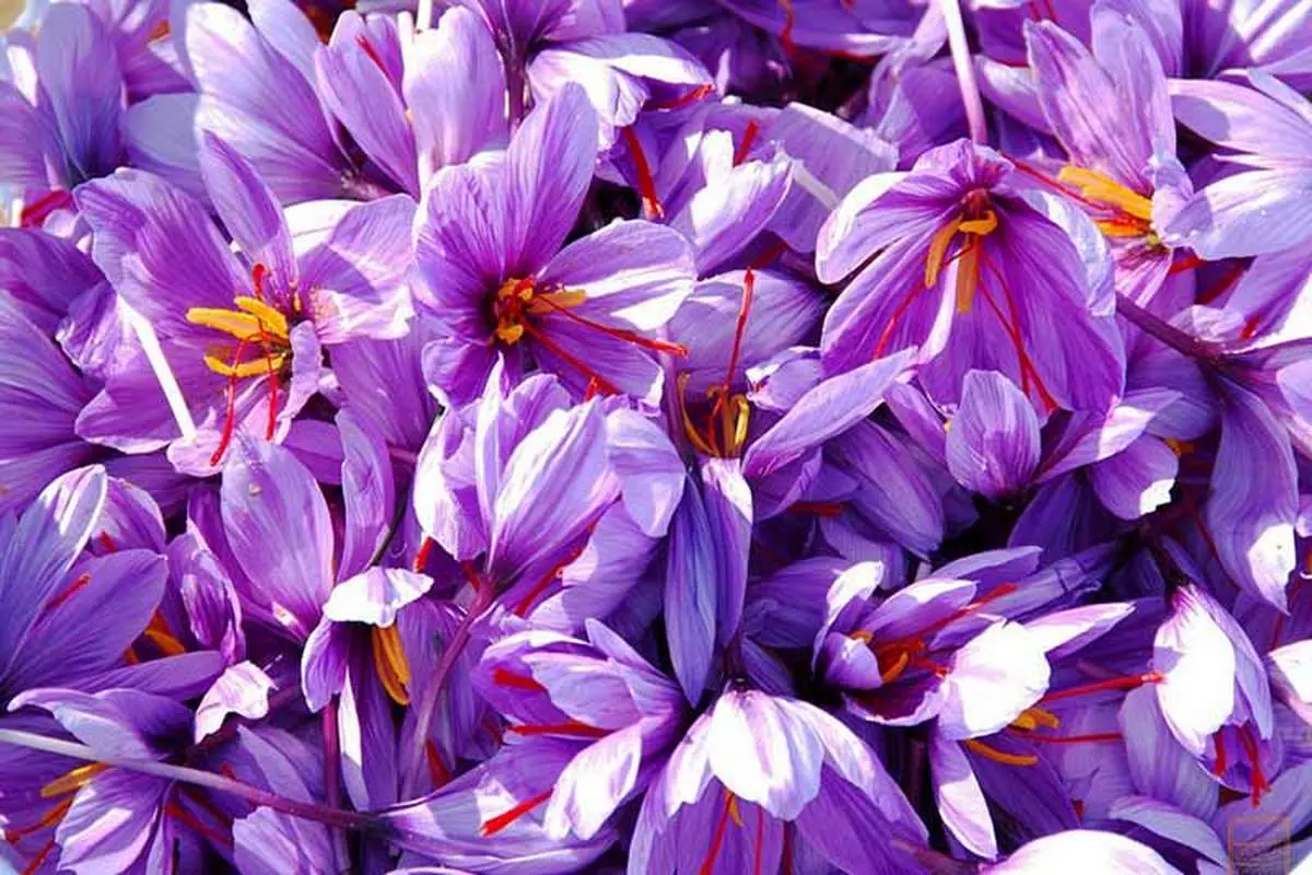 استفاده از رنگ‌های مضر در زعفران‌های تقلبی