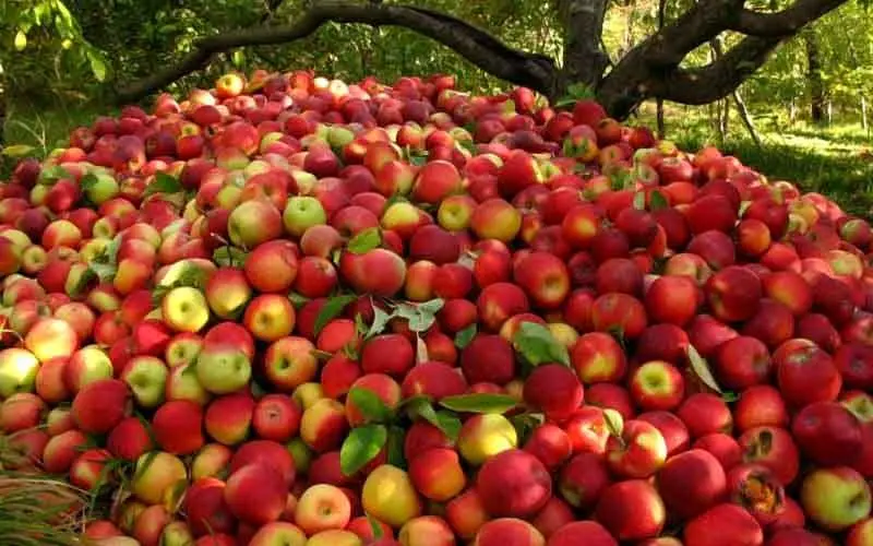 رکورد صادرات سیب شکسته شد