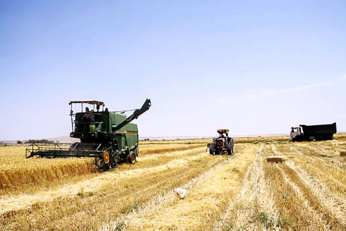 خرید تضمینی گندم از امروز آغاز می‌شود