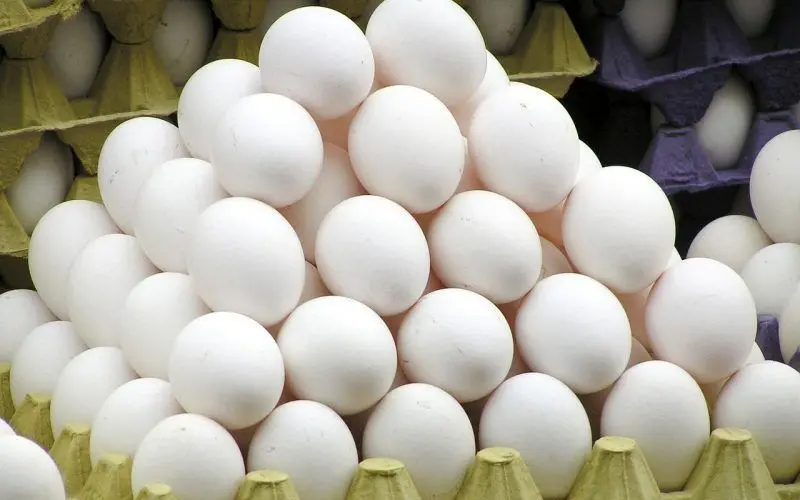پیش‌بینی تولید ۹۰۰ هزار تن تخم‌مرغ در سال ۹۷