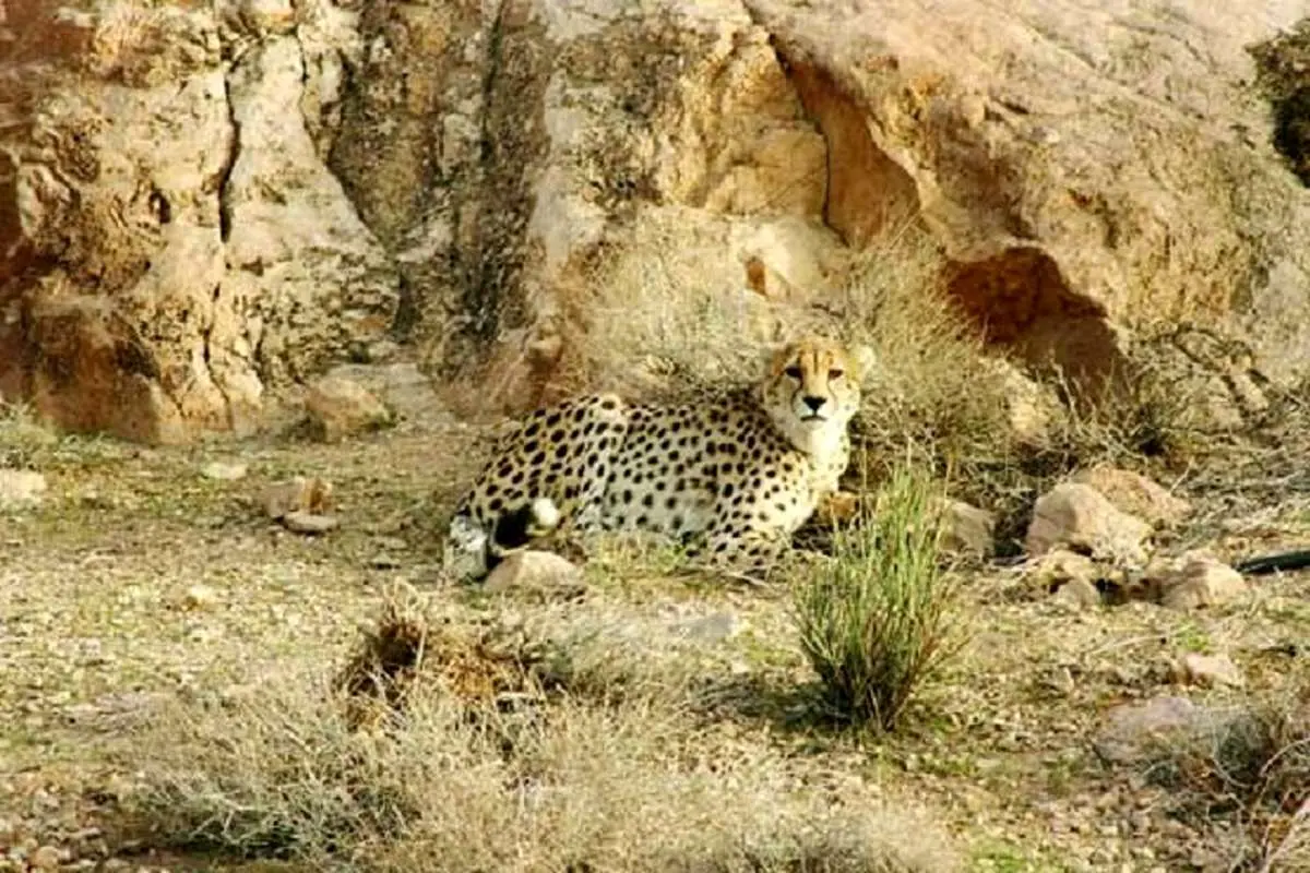 خطر انقراض ۸۷ گونه جانوری در ایران