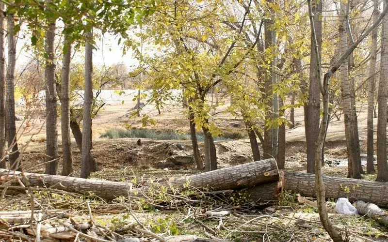 تخریب باغات تهران بر گردن افراد سوجو است