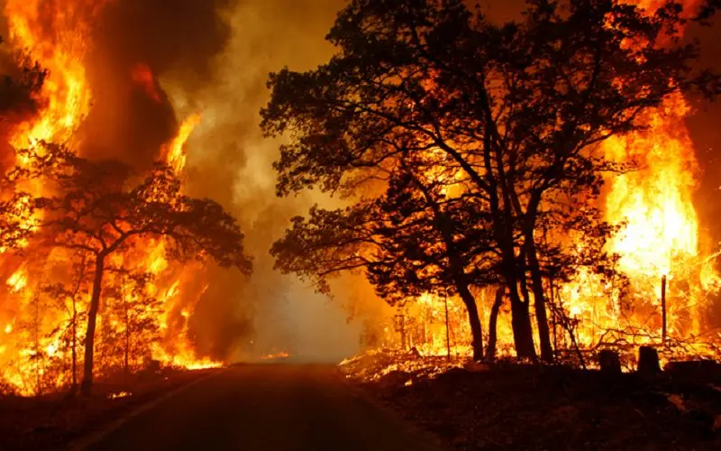 بیش از 4 هکتار از جنگل‌های بهشهر در آتش سوخت