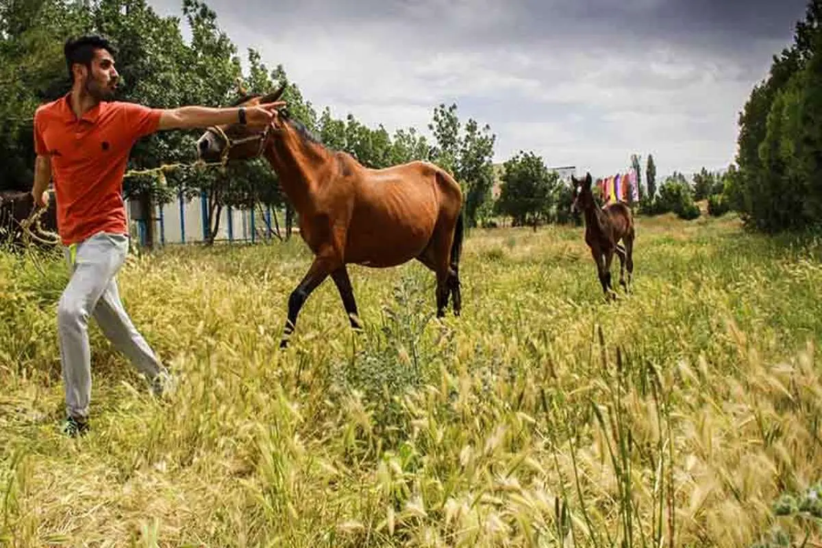رعایت ضوابط بین‌المللی، شرط تجارت اسب در ایران