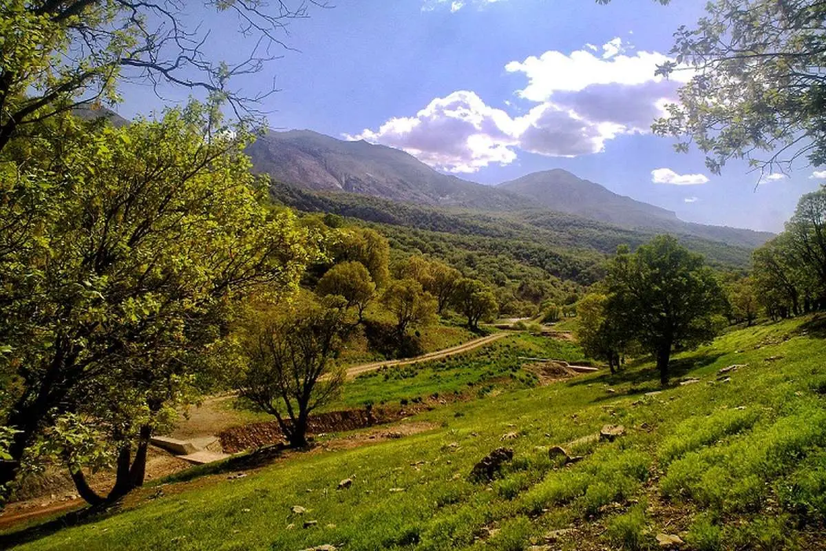 حفظ جنگل‌های زاگرس در گرو عزم جدی‌تر مسئولان