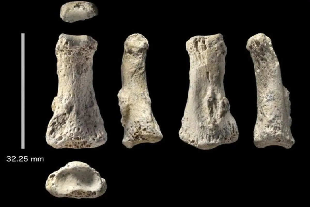 کشف یک فسیل استخوان با قدمت 88000 سال در عربستان