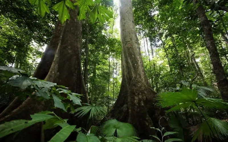 تاکید کارشناسان بر حفظ جنگل‌های بکر