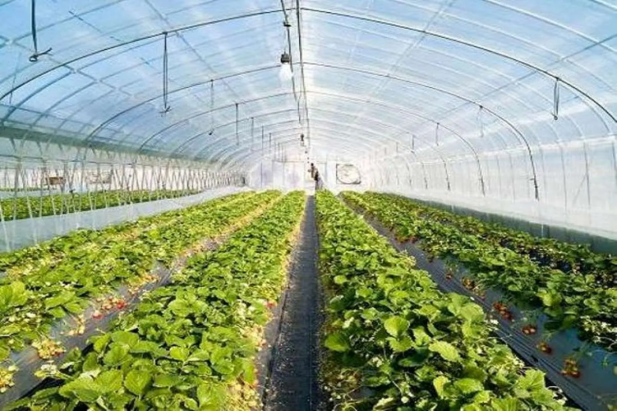 افزایش صادرات محصولات کشاورزی با کشت گلخانه‎ای امکان‌پذیر است