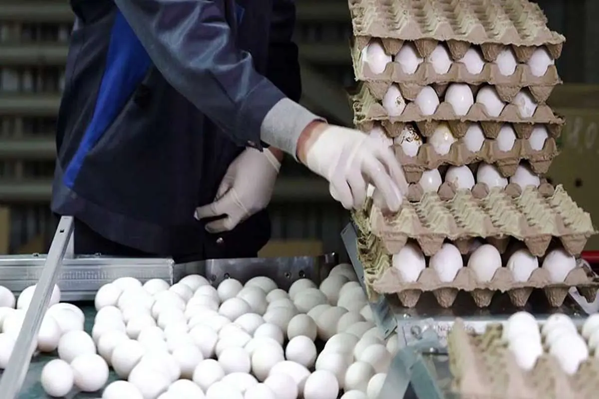 علت گرانی 50 درصدی تخم مرغ چیست؟