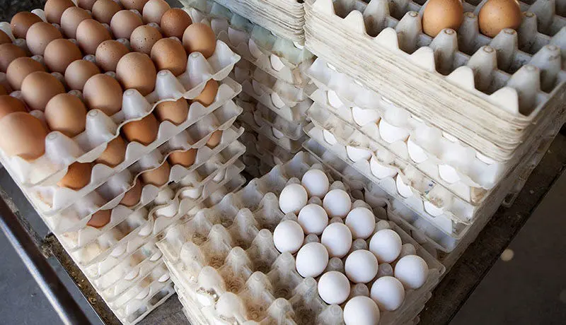 تخم مرغ شانه‌ای ۴۸ هزار تومان شد / علت گرانی چیست؟