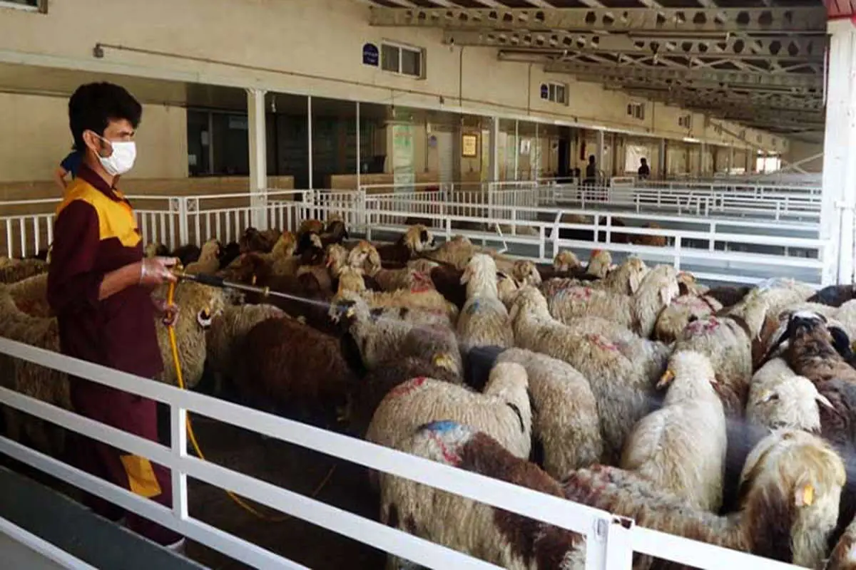 قیمت گوسفند زنده چقدر شده است؟