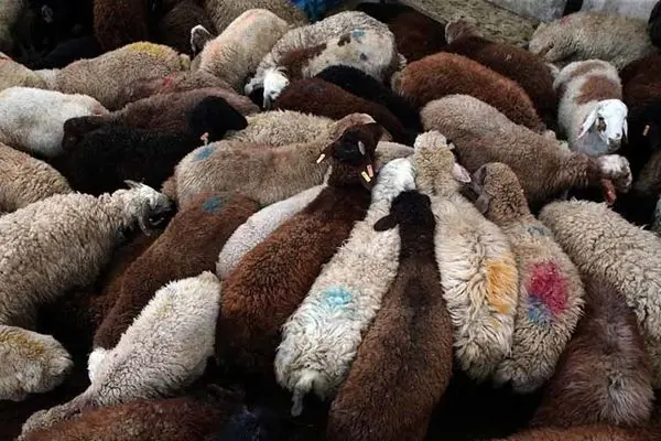 این گوسفند ۳ میلیارد تومان ارزش دارد!