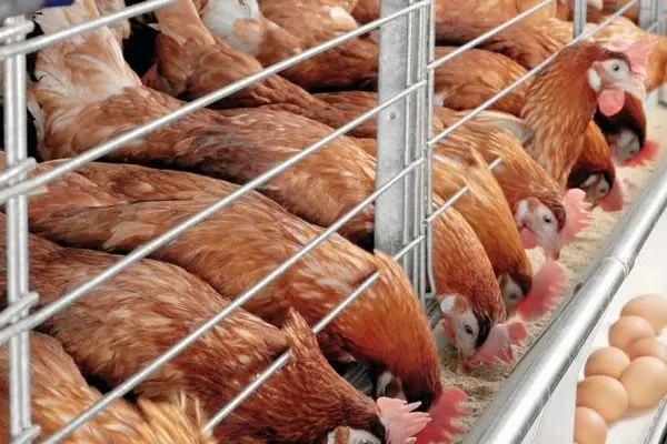 تجمع مرغداران مقابل وزارت کشاورزی/ احتمال ۴۵۰۰ تومانی شدن هر عدد تخم‌مرغ