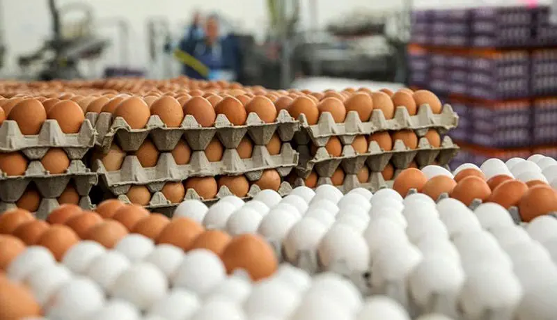 افت ۳ هزار تومانی قیمت هر شانه تخم مرغ
