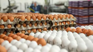 افت ۳ هزار تومانی قیمت هر شانه تخم مرغ
