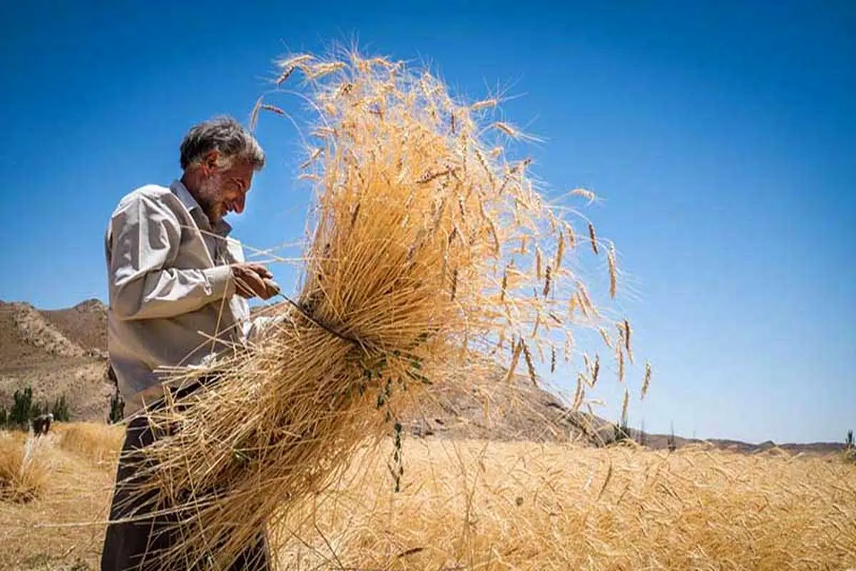 خرید 71 هزار تن گندم در استان کرمانشاه