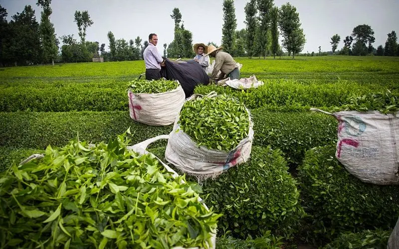 سقوط آزاد تولید چای در شمال