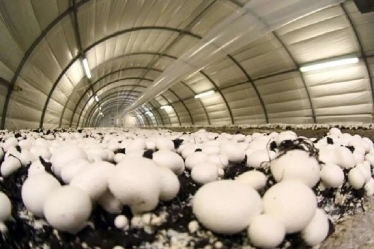 زیان روزانه پرورش‌دهندگان قارچ به 15 میلیارد تومان رسید