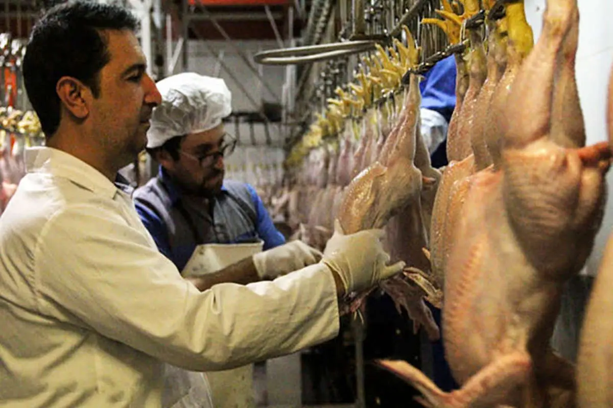 خودکفایی در تولید گوشت سفید در کشور