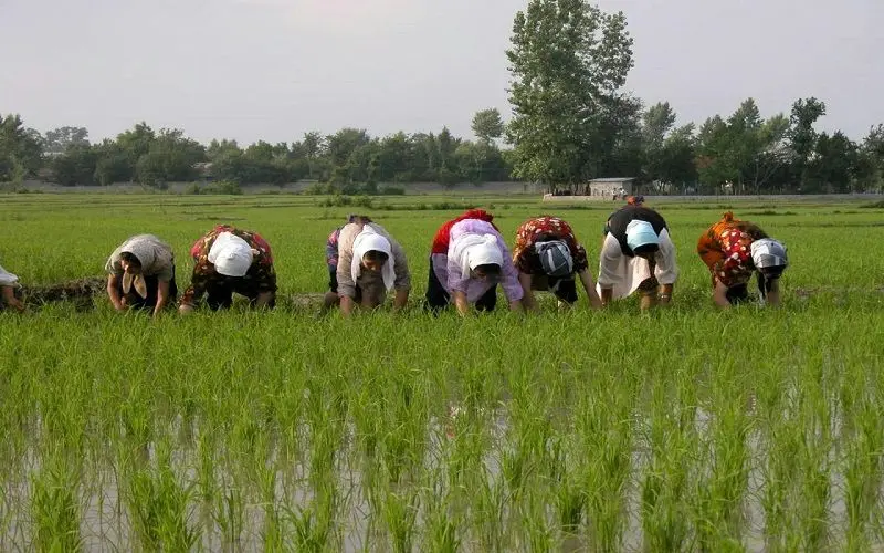 کشت برنج به غیر از شمال کشور ممنوع است