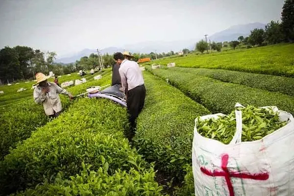 خرید تضمینی برگ سبز چای به ۶۶ هزارتن رسید