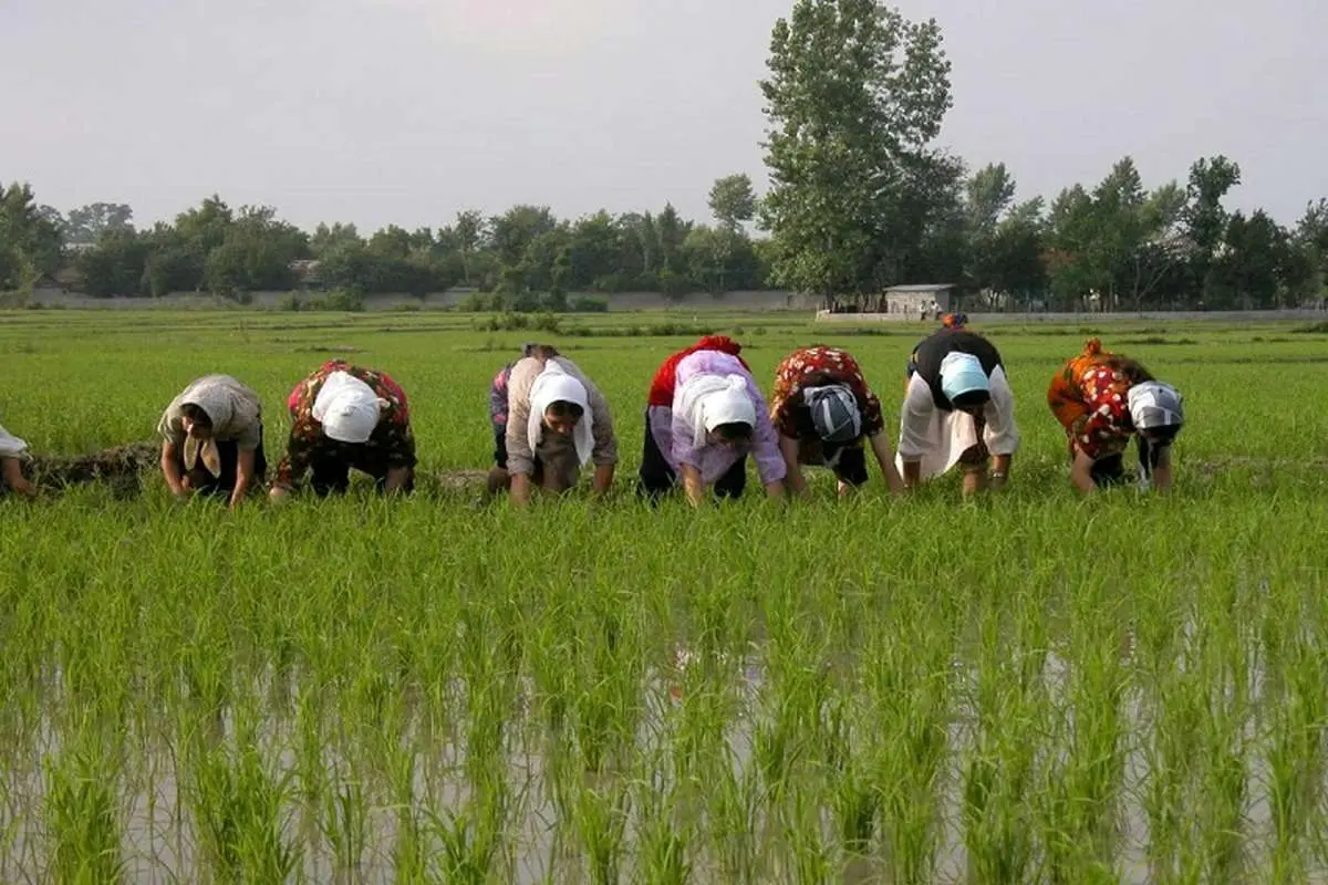 محدودیت کشت برنج در 14 استان کشور