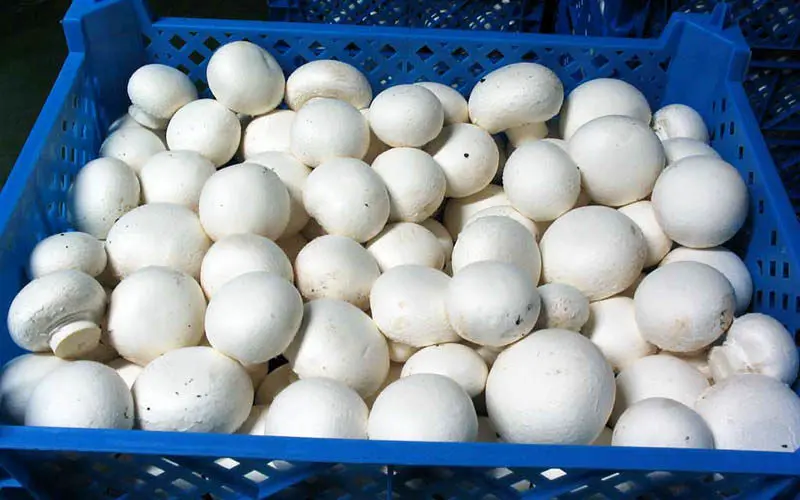 کمبود عرضه عامل اصلی افزایش قیمت قارچ در بازار