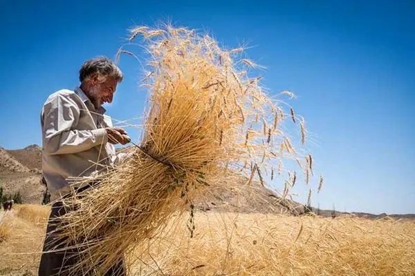 فراخوان دولت به گندمکاران؛ برای خرید گندم نقدینگی داریم 