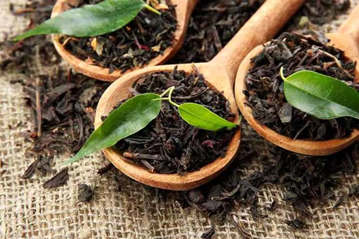 تولید ۱۷ هزار تن چای خشک در سال جاری